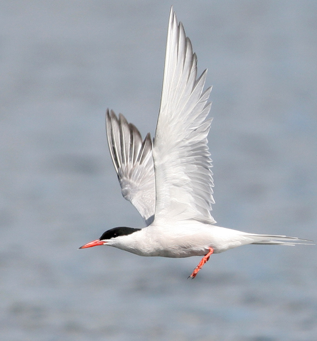 2007 /8 BIRDS