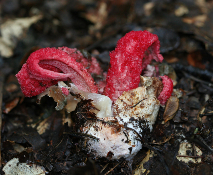 Clathrus archeri.(Devils Fingers)