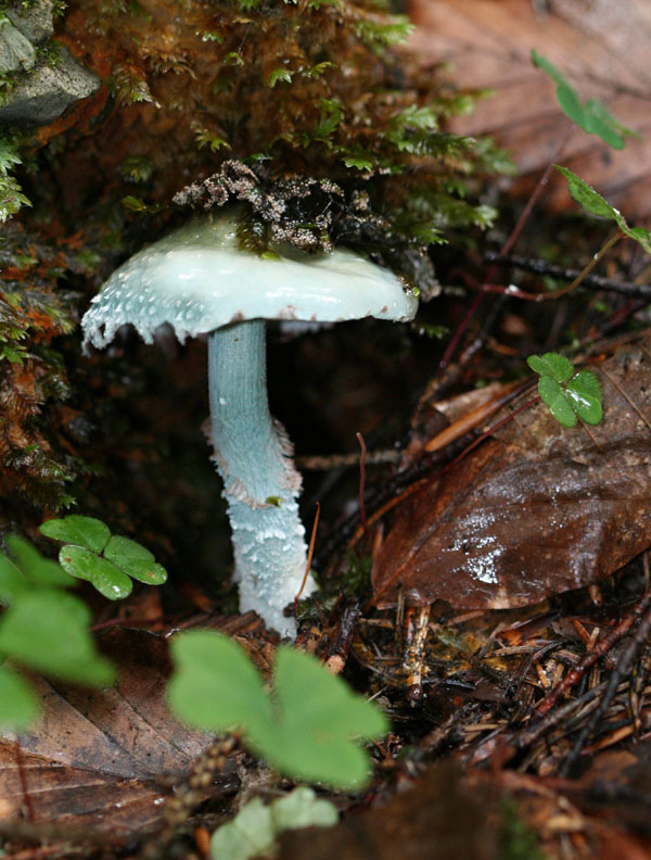 Stropharia aeruginosa.( Verdgris agaric)