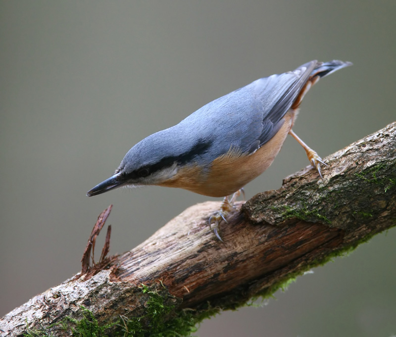 WOODLAND BIRDS