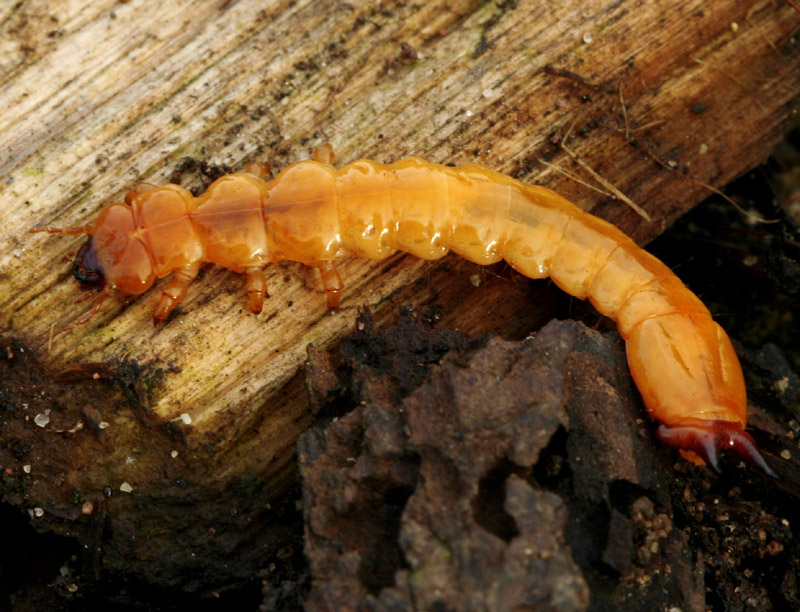 Cardinal Beetle Larvae.