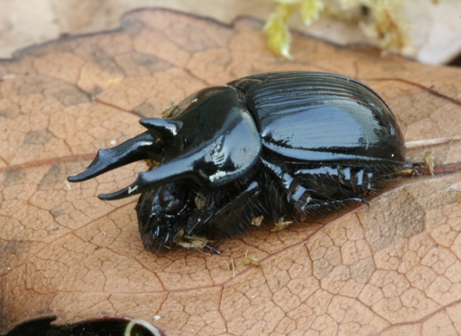 Minotaur beetle (Typhaeus typhoeus )