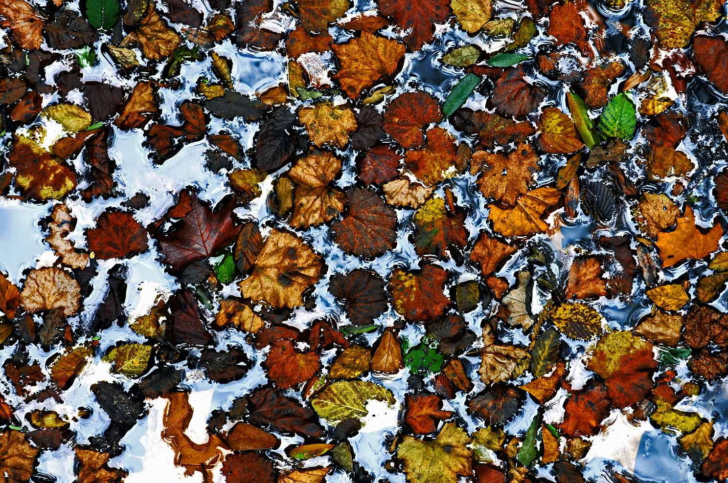 080920 Falls  Flowers, 2008