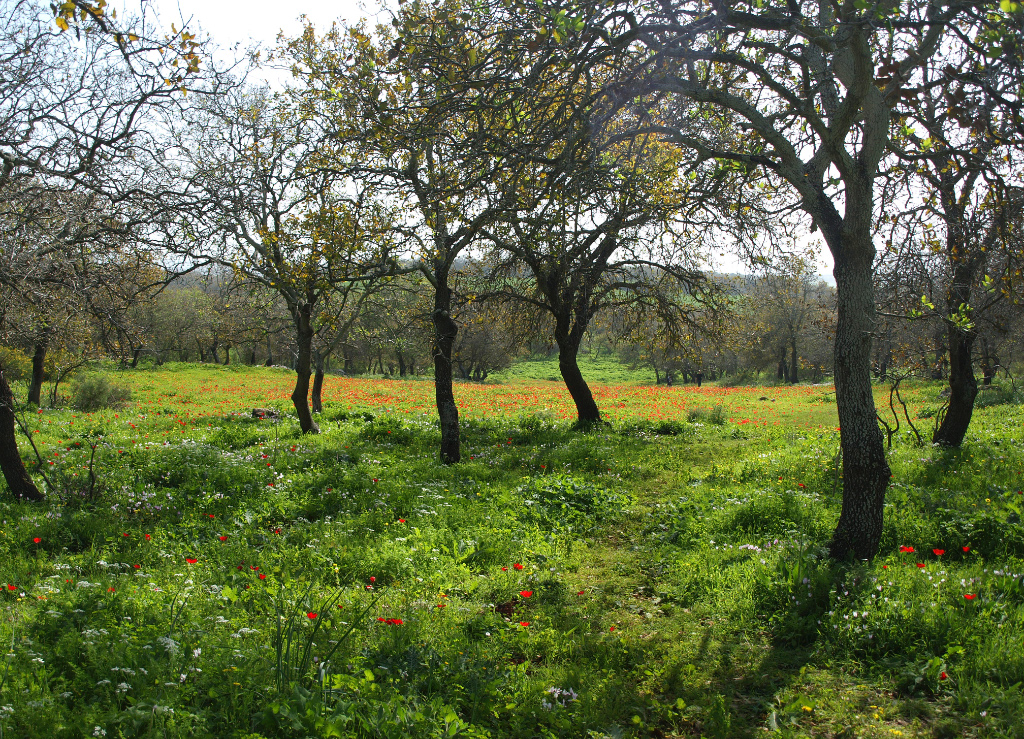 Bethlehem of Galilee