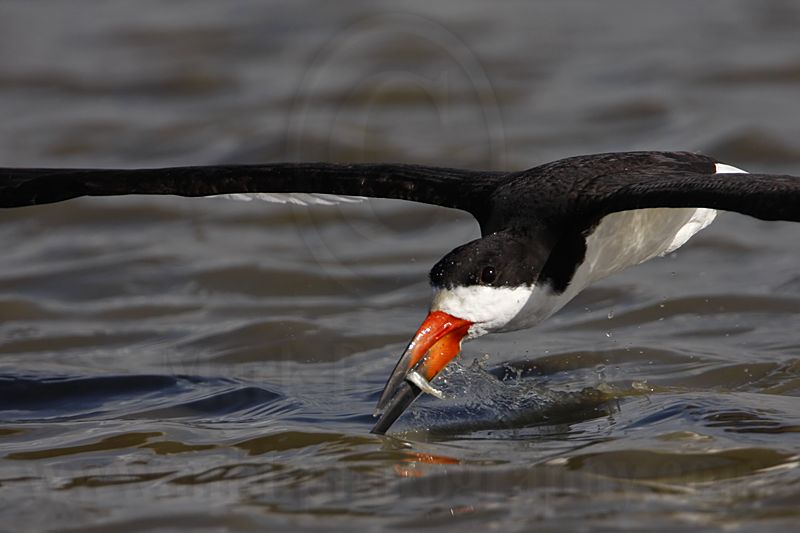 _MG_5913 Black Skimmer.jpg