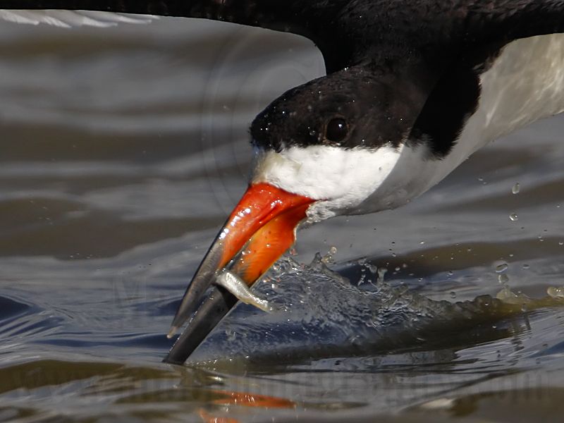 _MG_5913crop Black Skimmer.jpg