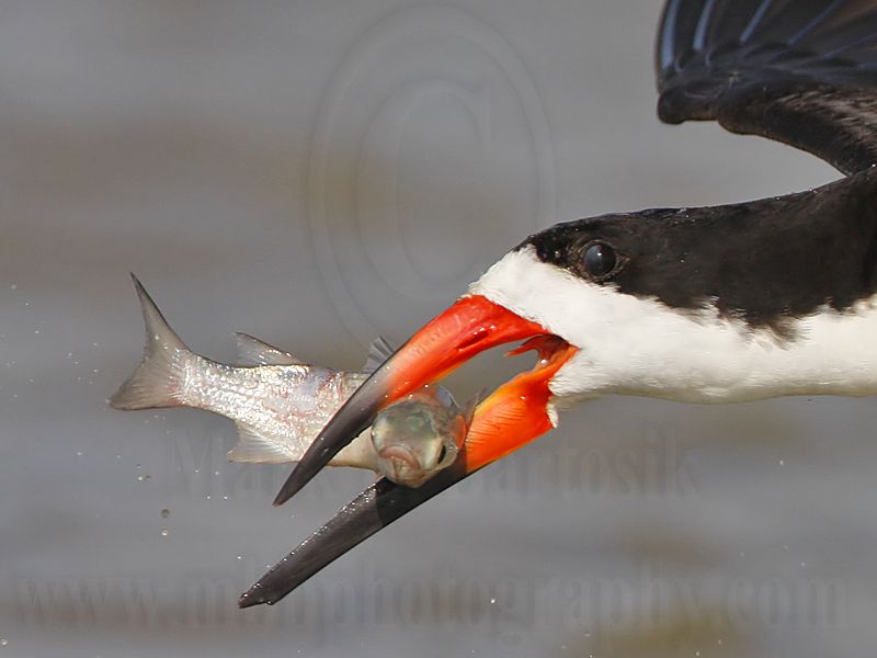 _MG_6559crop2 Black Skimmer.jpg
