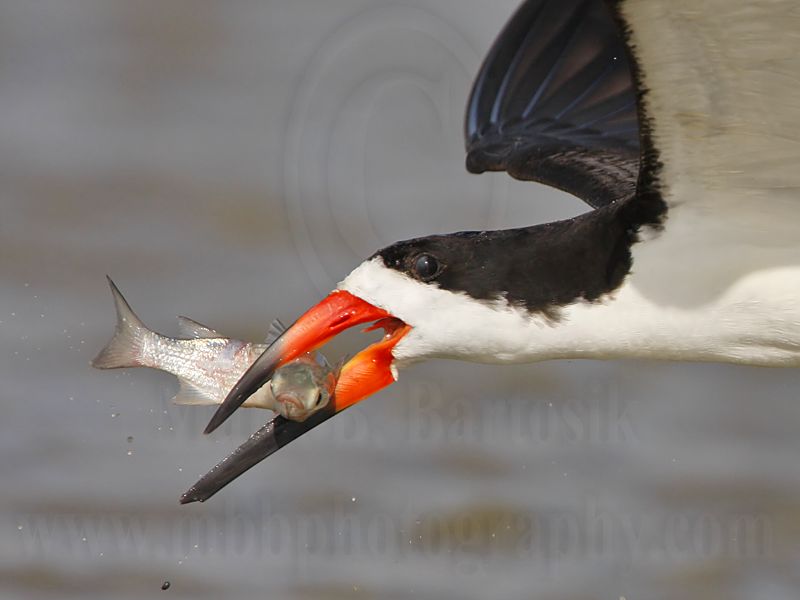 _MG_6559crop Black Skimmer.jpg