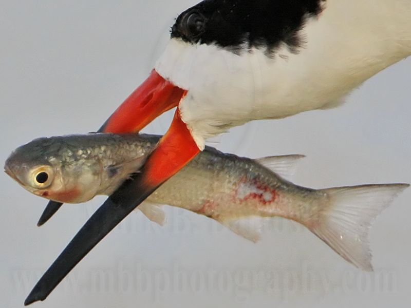_MG_6568crop Black Skimmer.jpg