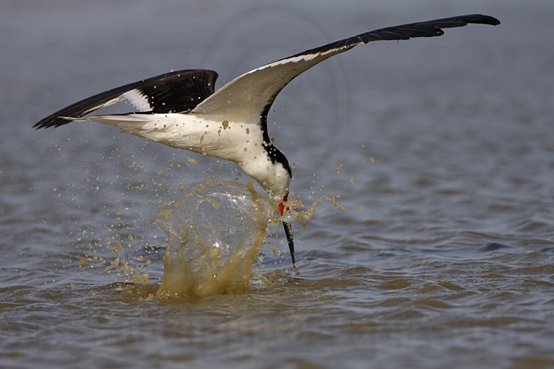_MG_9786 Black Skimmer.jpg