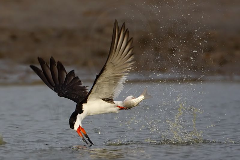_MG_0723 Black Skimmer.jpg