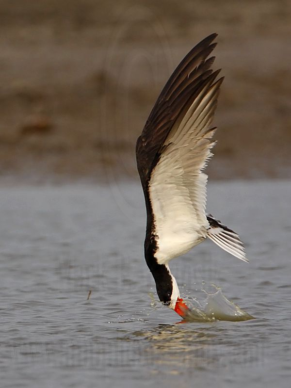 _MG_0760 Black Skimmer.jpg