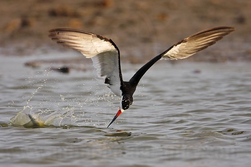 _MG_1436 Black Skimmer.jpg