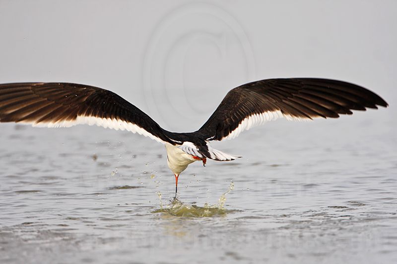 _MG_1808 Black Skimmer.jpg