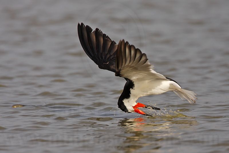 _MG_2854 Black Skimmer.jpg
