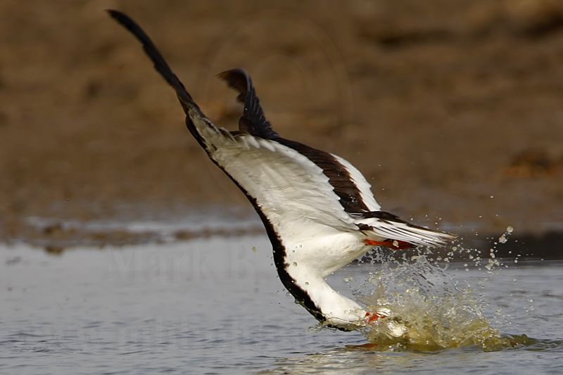 _MG_3317 Black Skimmer.jpg