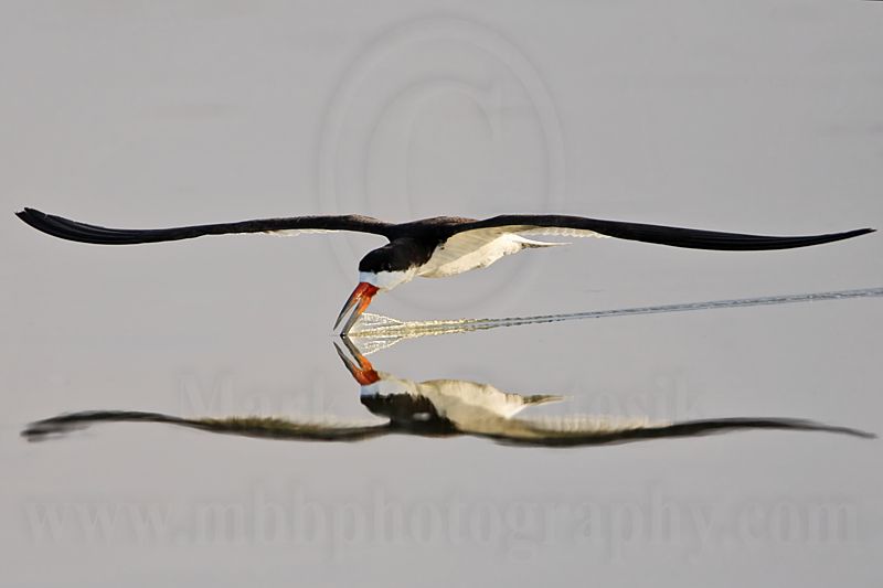 _MG_3500 Black Skimmer.jpg