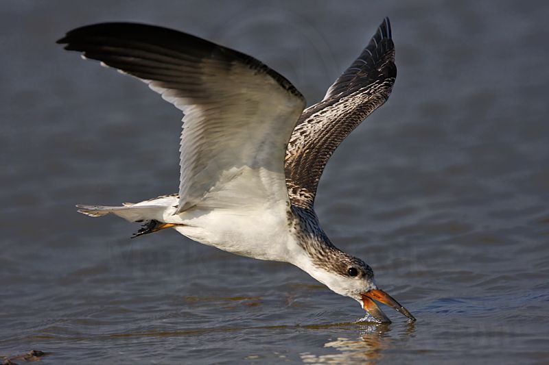 _MG_9494 Black Skimmer.jpg