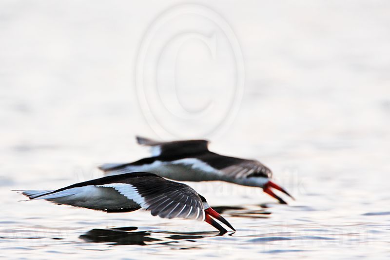 _MG_2074 Black Skimmer.jpg