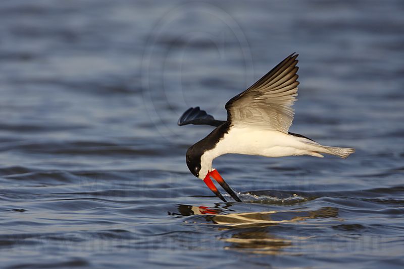 _MG_2963 Black Skimmer.jpg