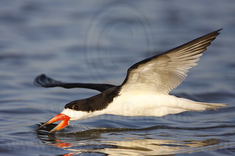 _MG_3127 Black Skimmer.jpg