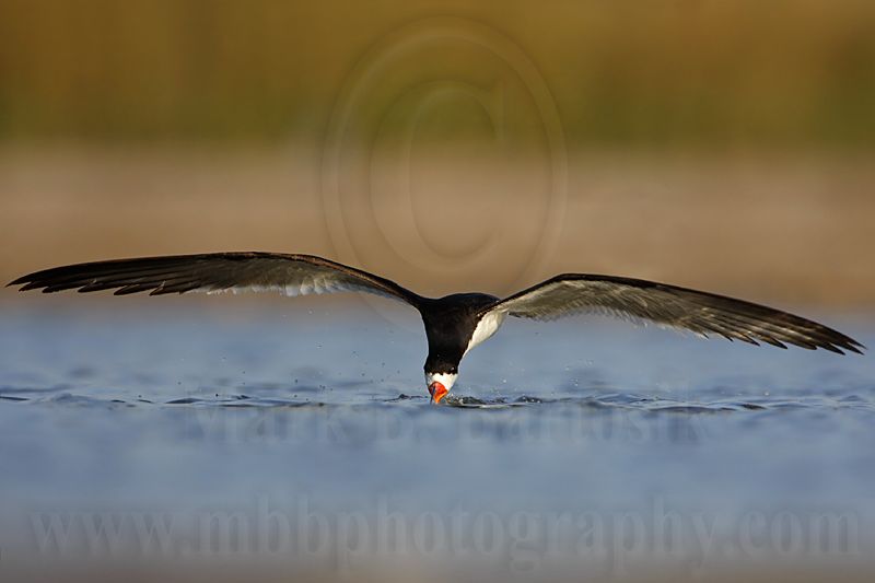 _MG_3599 Black Skimmer.jpg