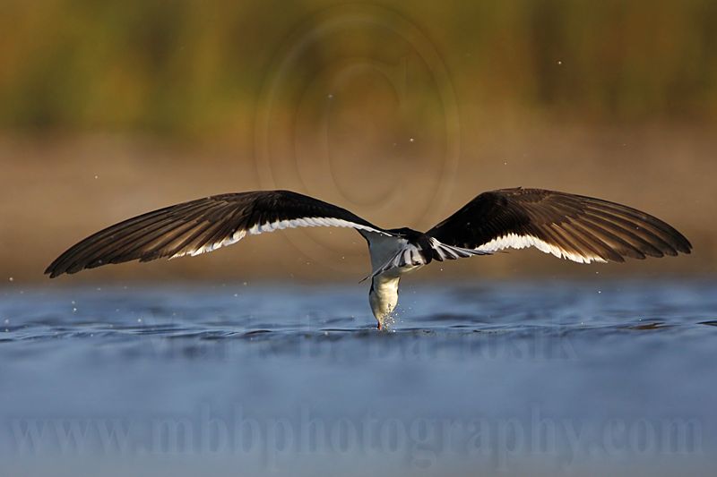 _MG_3822 Black Skimmer.jpg