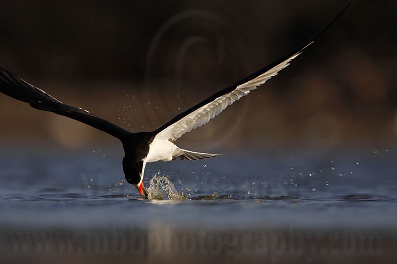 _MG_3842 Black Skimmer.jpg