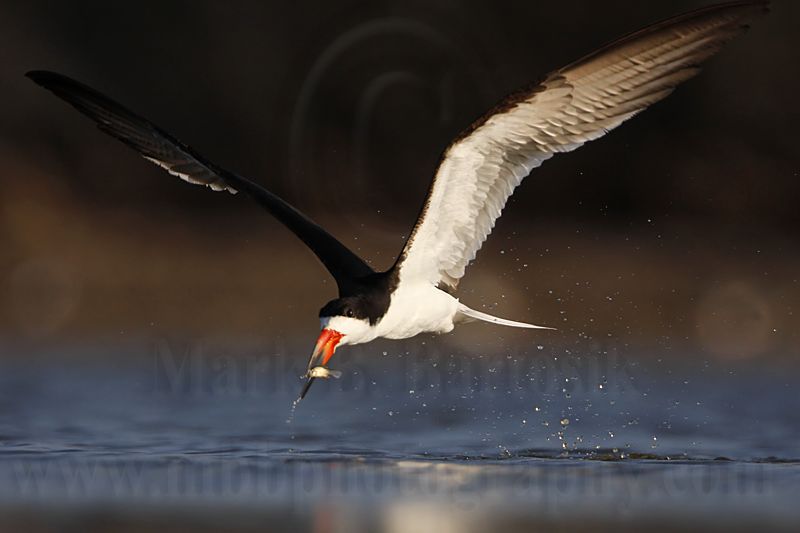 _MG_3843 Black Skimmer.jpg
