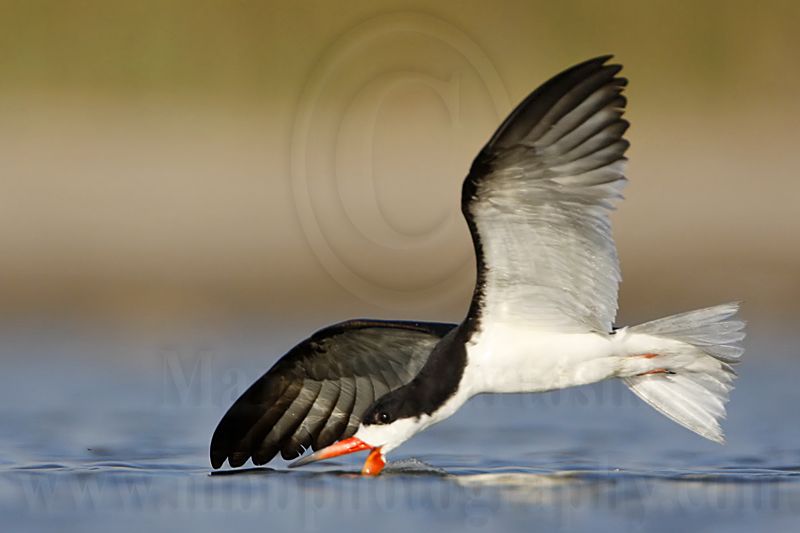 _MG_4183 Black Skimmer.jpg
