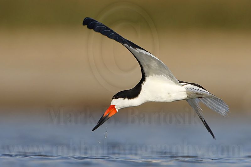 _MG_4187 Black Skimmer.jpg