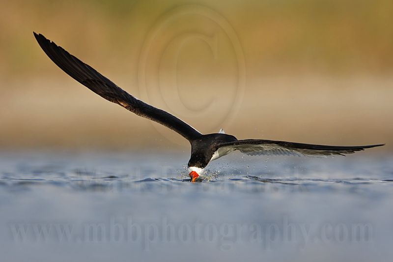 _MG_4291 Black Skimmer.jpg