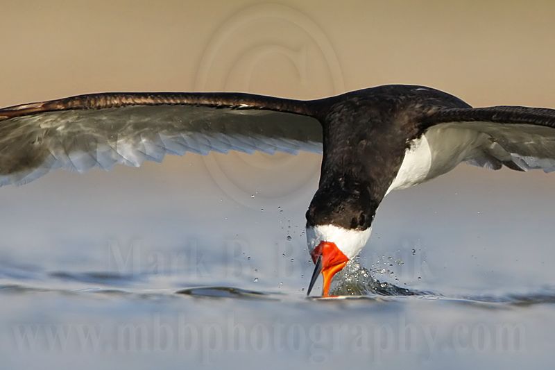 _MG_4400crop Black Skimmer.jpg