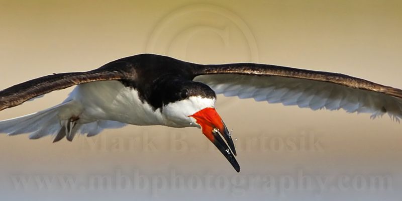 _MG_4552crop Black Skimmer.jpg
