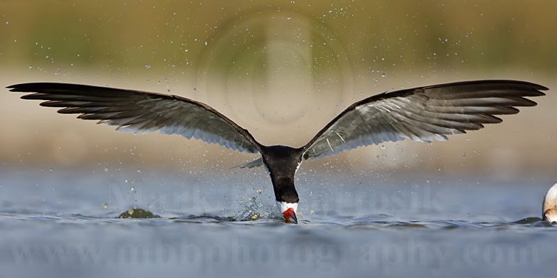 _MG_5052 Black Skimmer.jpg