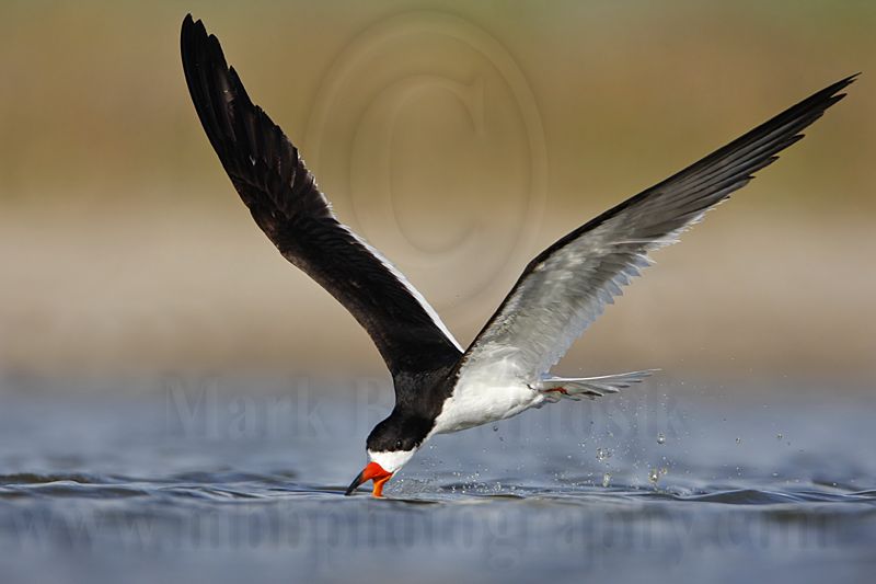 _MG_5138 Black Skimmer.jpg