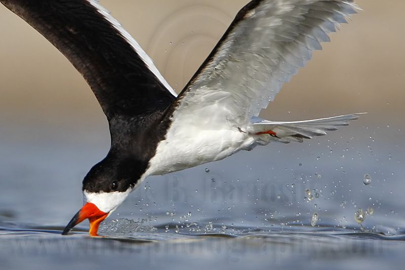 _MG_5138crop Black Skimmer.jpg