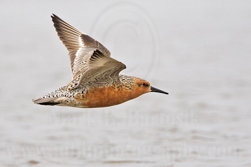_MG_2969 Red Knot.jpg