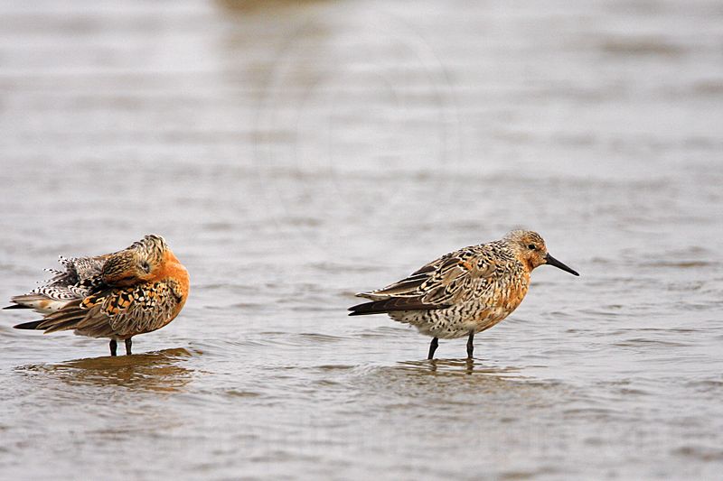 _MG_2983 Red Knot.jpg