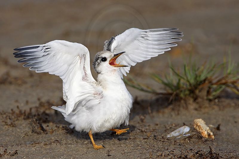 _MG_8301 Least Tern.jpg