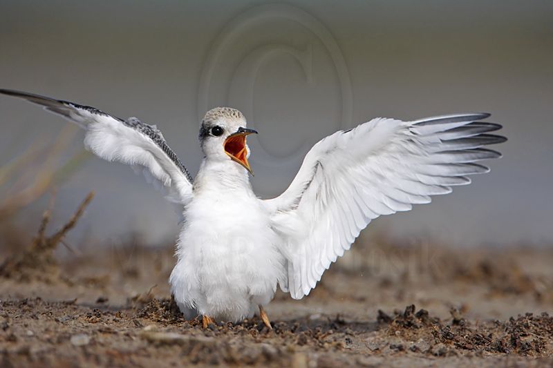 _MG_9437 Least Tern.jpg