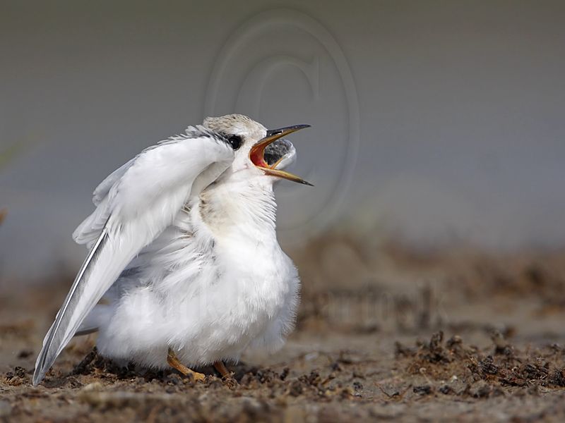 _MG_9440 Least Tern.jpg