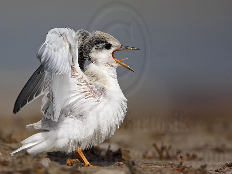 _MG_9912 Least Tern.jpg