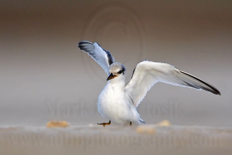 _MG_0801 Least Tern.jpg