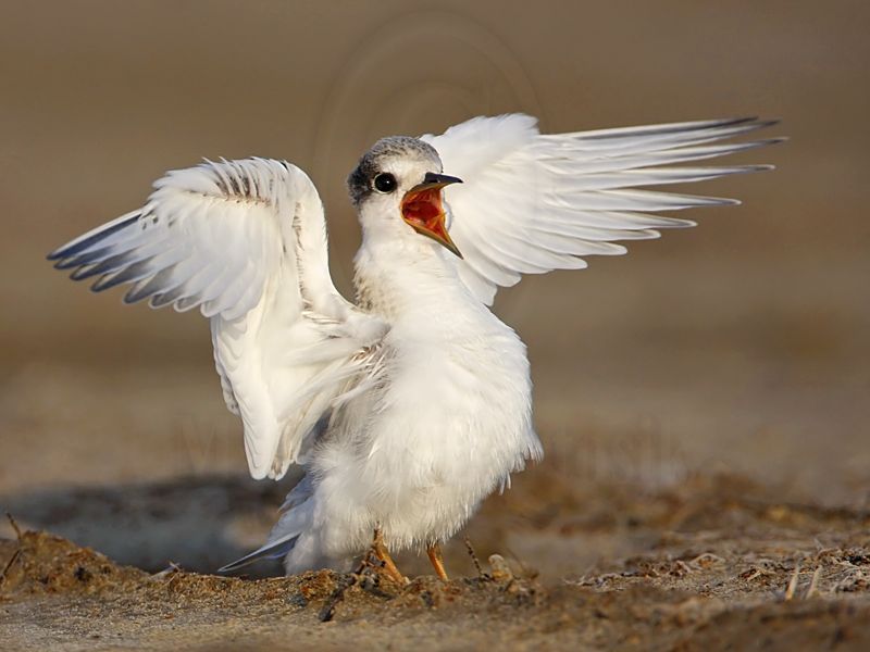 _MG_4784 Least Tern.jpg