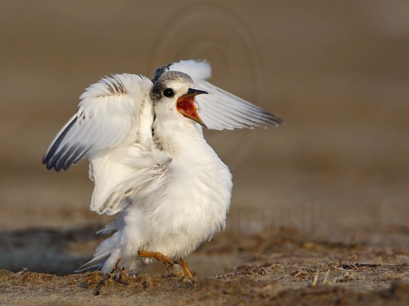 _MG_4785 Least Tern.jpg