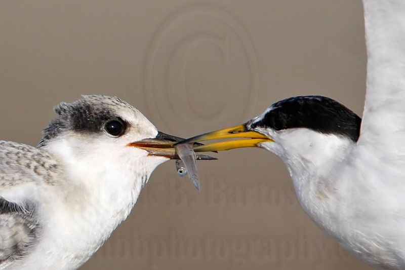 _MG_6019crop Least Tern.jpg