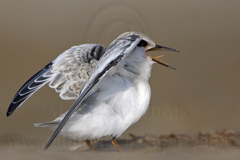 _MG_6630 Least Tern.jpg