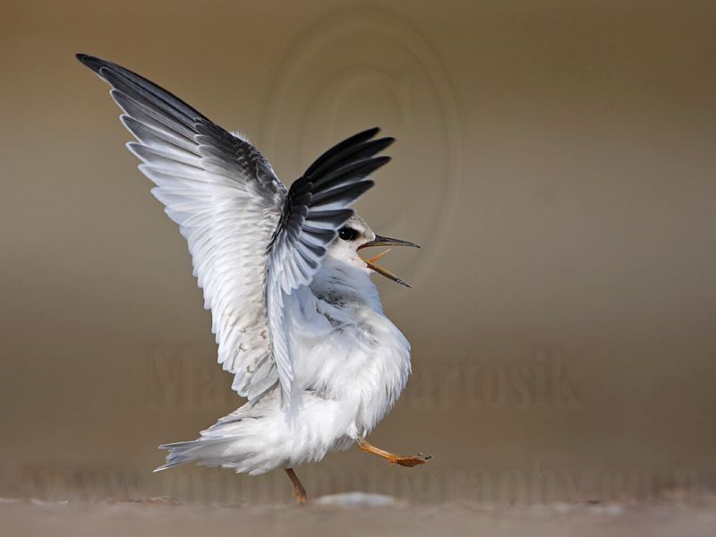 _MG_6635 Least Tern.jpg