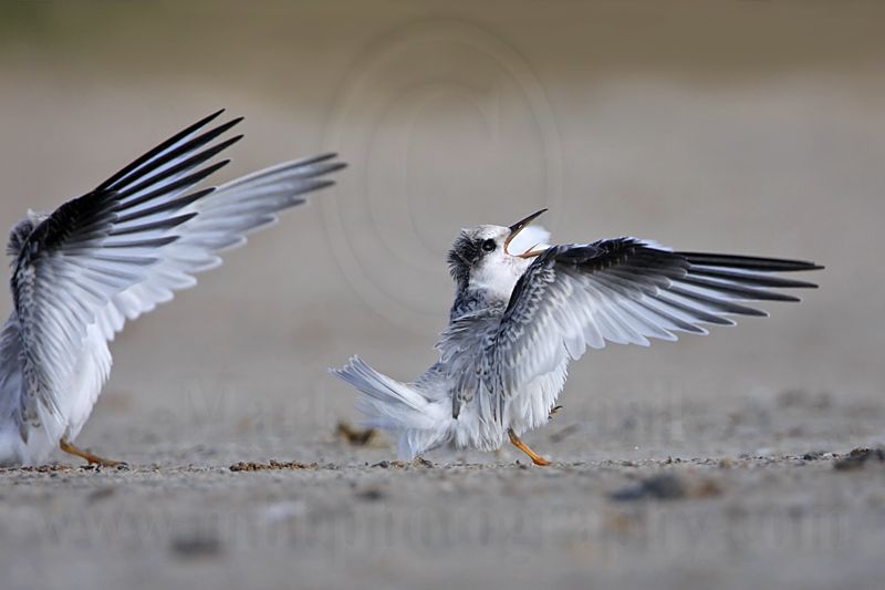 _MG_6950 Least Tern.jpg